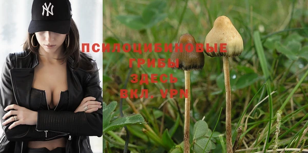 PSILOCYBIN Белокуриха